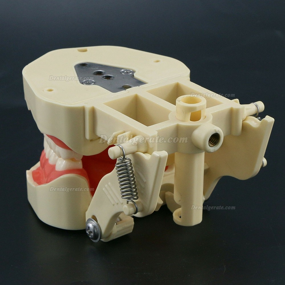 Zahnmodelle Arbeitsmodelle im Artikulator M8013 Kompatibler Frasaco ANA-4